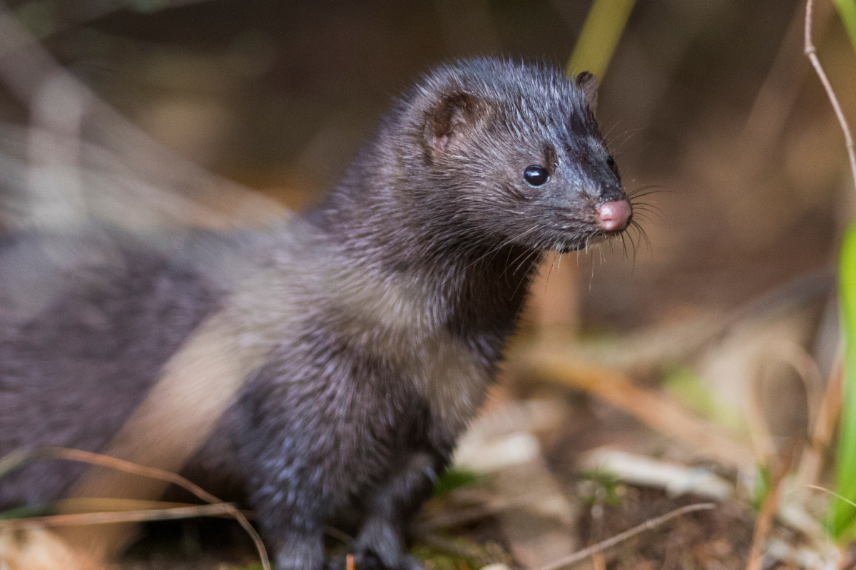 Spring (Kill) traps for the humane lethal control of American Mink