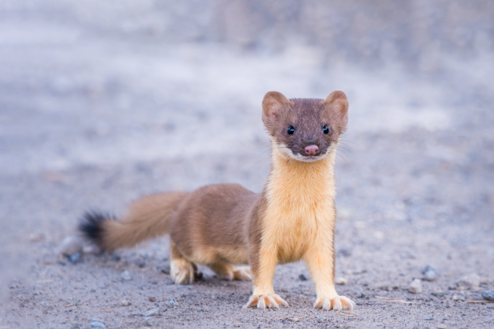 Spring (Kill) traps for the humane lethal control of Weasels