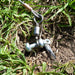 D Shackle used to attach equipment to ground anchor