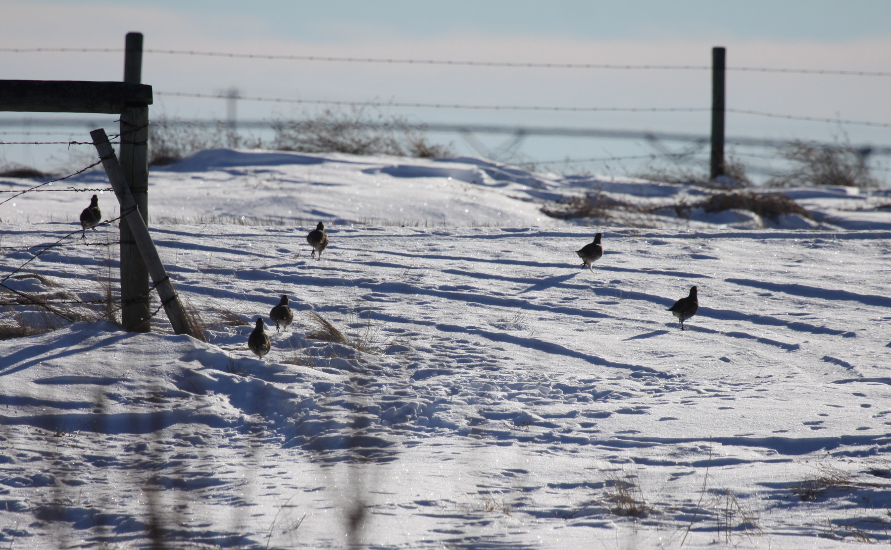 Perdix wildlife supplies helping a farm in Alberta Canada improve habitat  for game and wildlife.