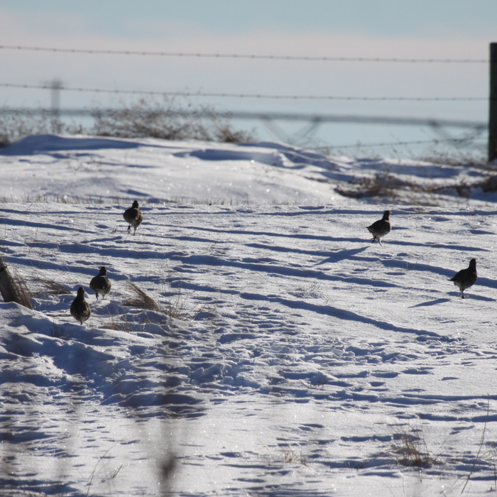 Perdix wildlife supplies helping a farm in Alberta Canada improve habitat  for game and wildlife.