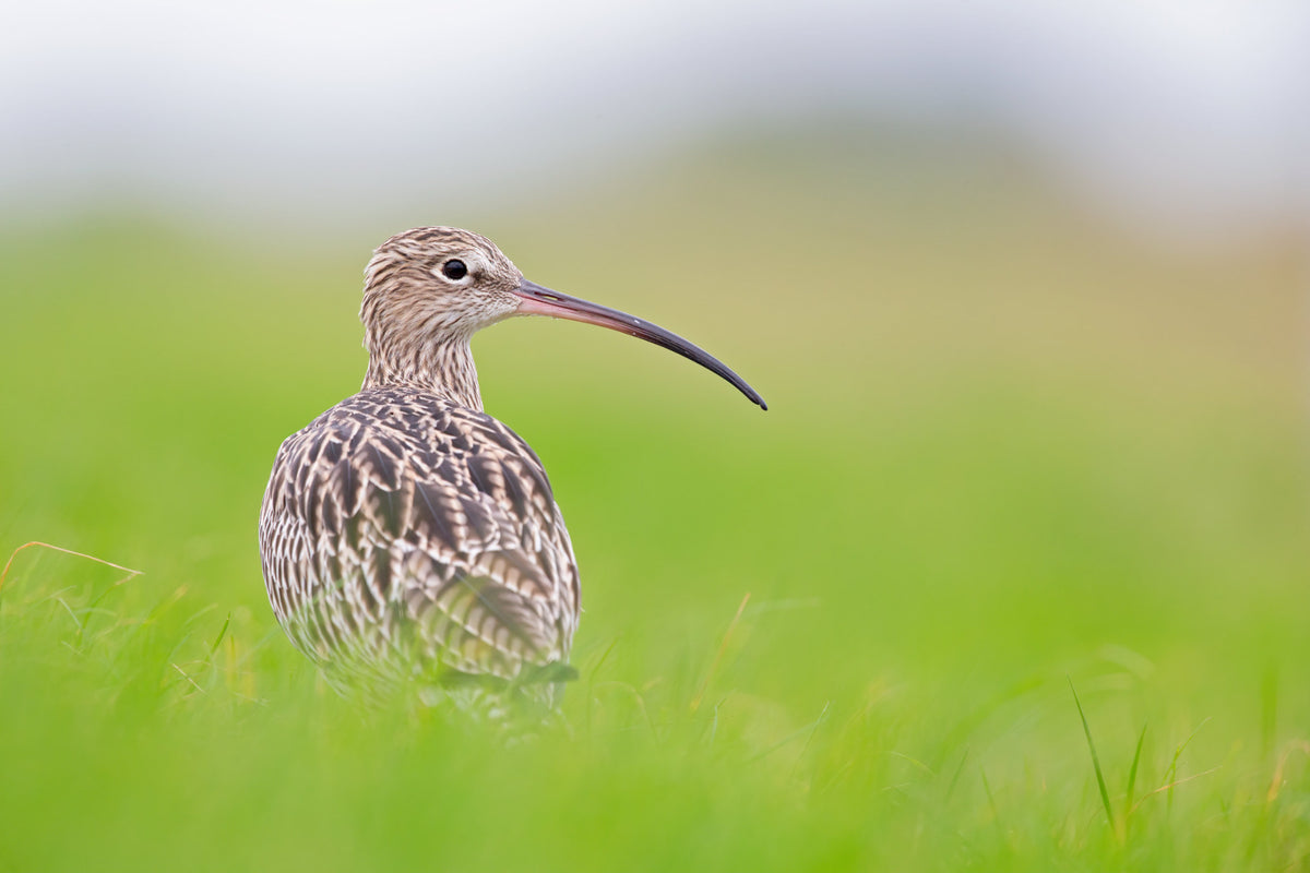 First steps in unravelling the puzzle: studying curlew chicks in the N ...