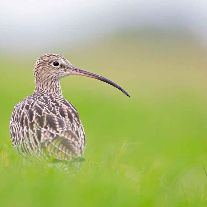 Using camera traps and vhf tracking transmitters to investigate Curlew reproductive success