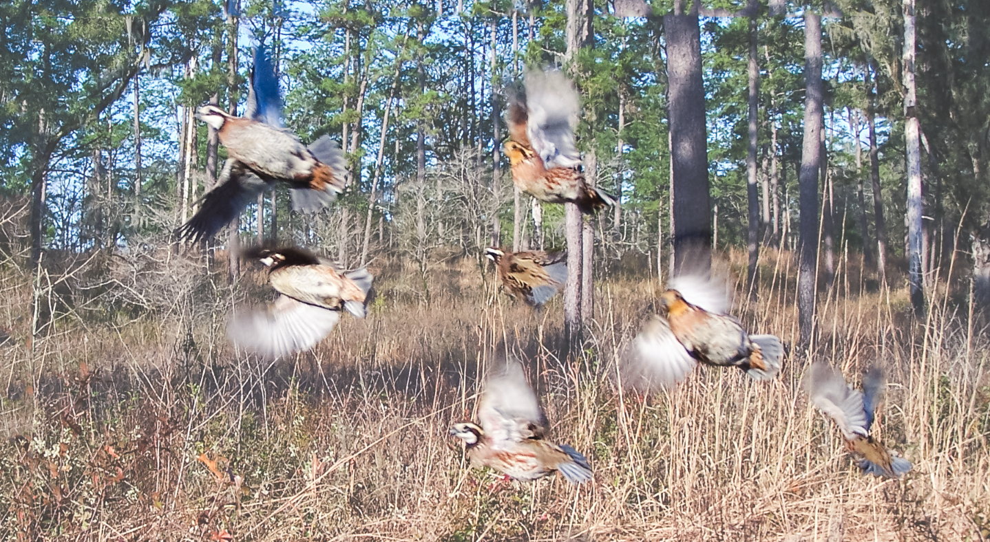 Northern bobwhite quail management in Florida