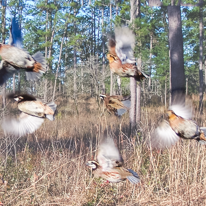 Northern bobwhite quail management in Florida