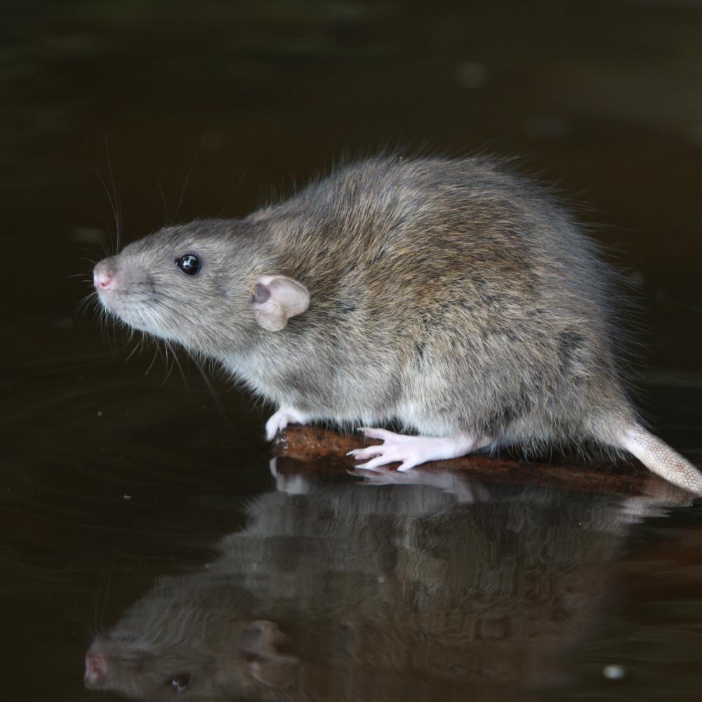 Perdix Wildlife Supplies stocks a wide range of effective rat control equipment including rat traps, rat baits and rat trapping accessories.