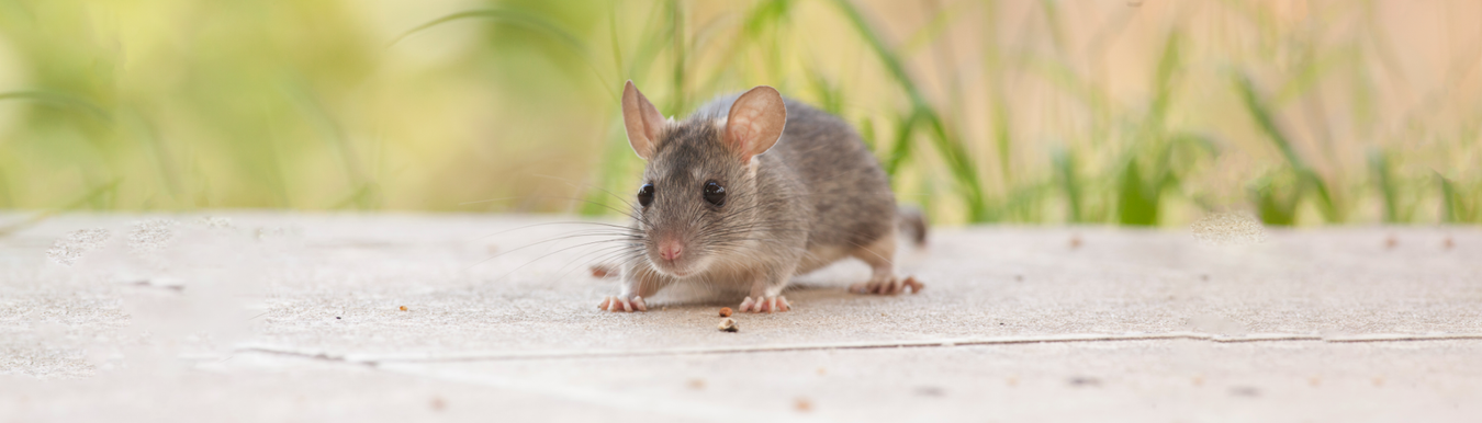 Spring Traps for House Mice