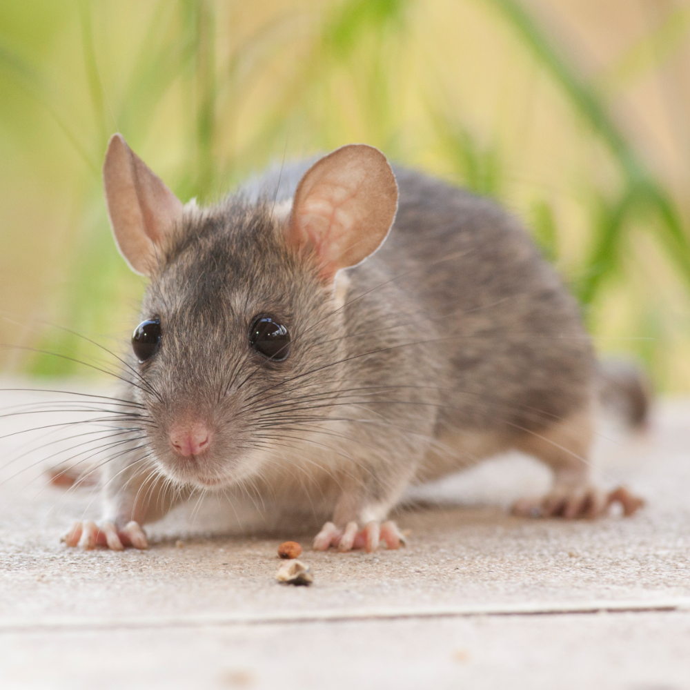 Equipment for the humane control of house mice