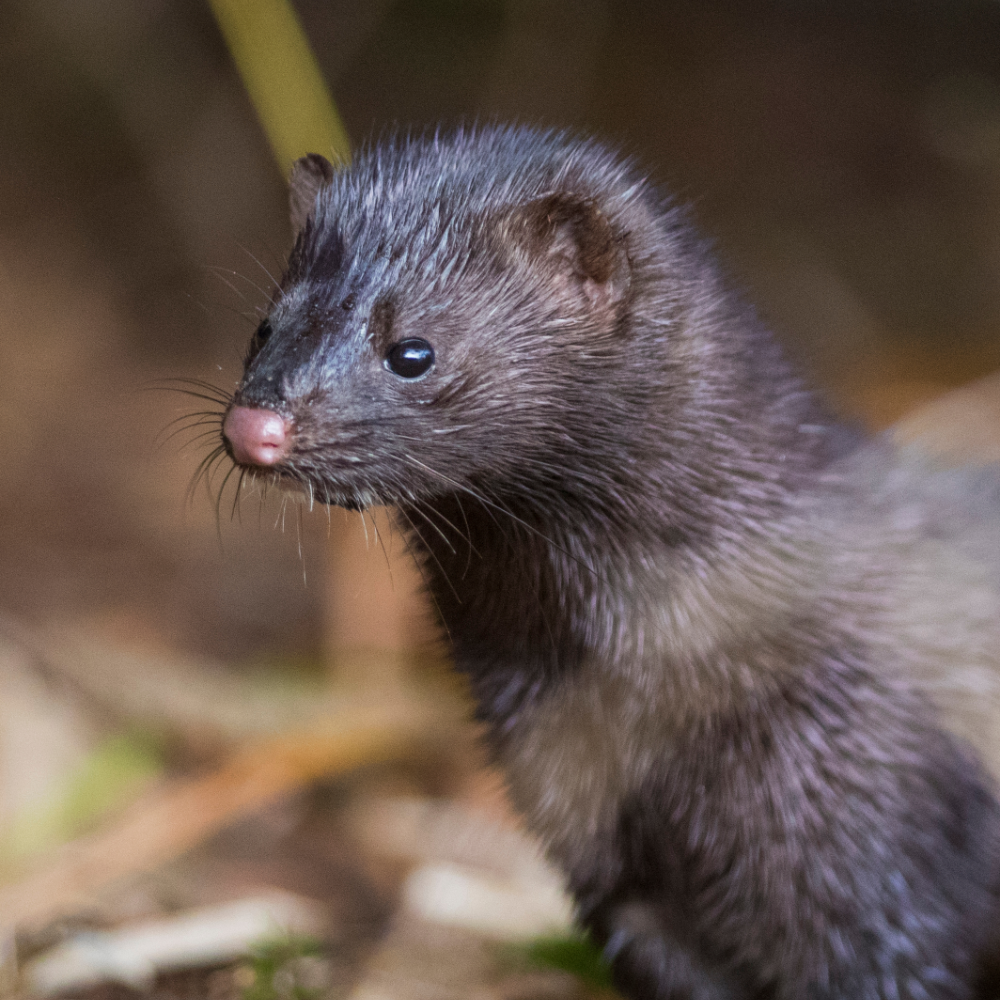 Perdix Wildlife Supplies stocks a wide range of effective and humane mink control equipment including mink traps and mink rafts