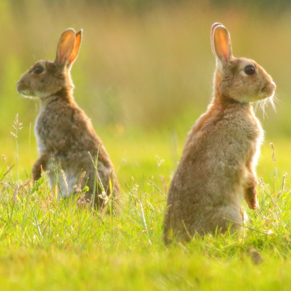 Rabbit running 2024 pen wire