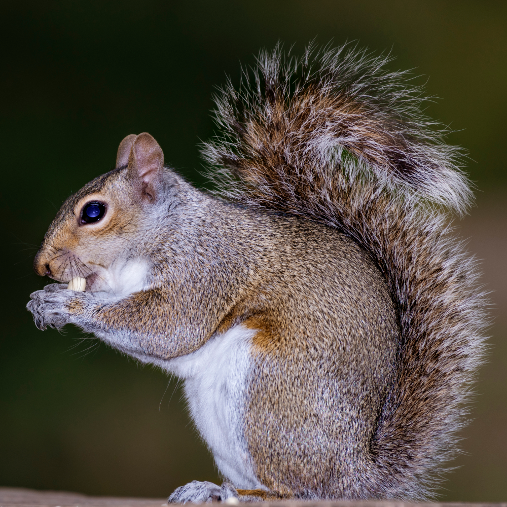 Perdix Wildlife Supplies stocks a wide range of Grey Squirrel Trapping Equipment for the effective and humane control of Grey Squirrels.
