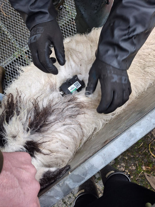 PERDIXPro 4G LPWA (LTE-M & NB-IOT) Small Tracking Tag