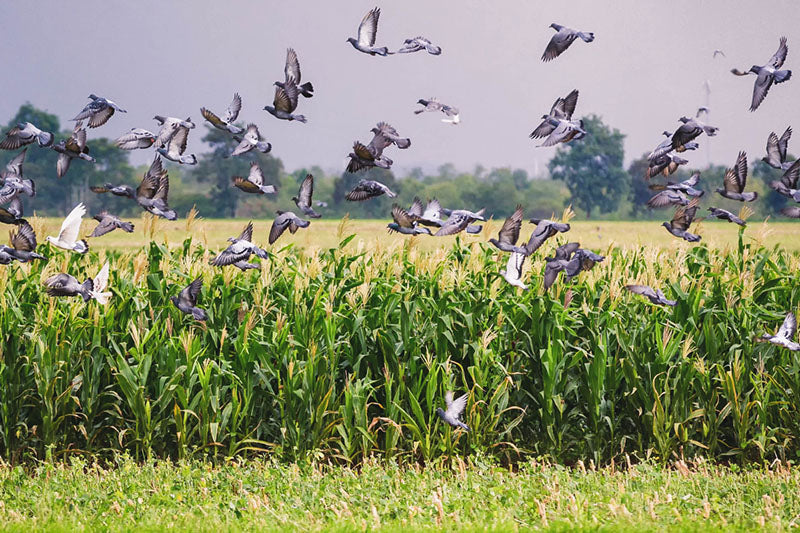 Bird control products for the protection of crops, buildings and other public areas.