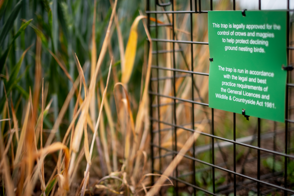 Extensive range of cage traps for the effective and humane capture of crows, magpies, rooks, jackdaws and jays. Traps include Larsen traps (side entry, top entry and combination), Larsen pods and clam traps. 