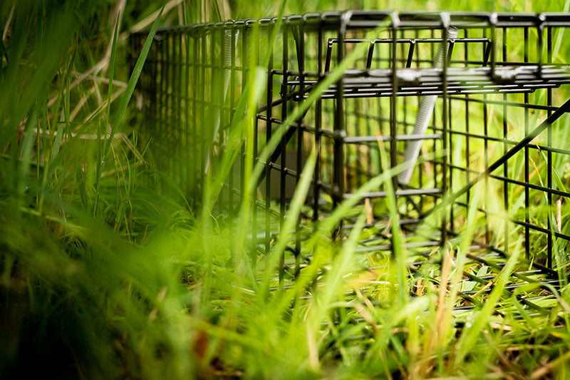 Cage traps made to the highest standards in Britain. Designed by wildlife biologists for the effective capture of American Mink on and off Mink Rafts