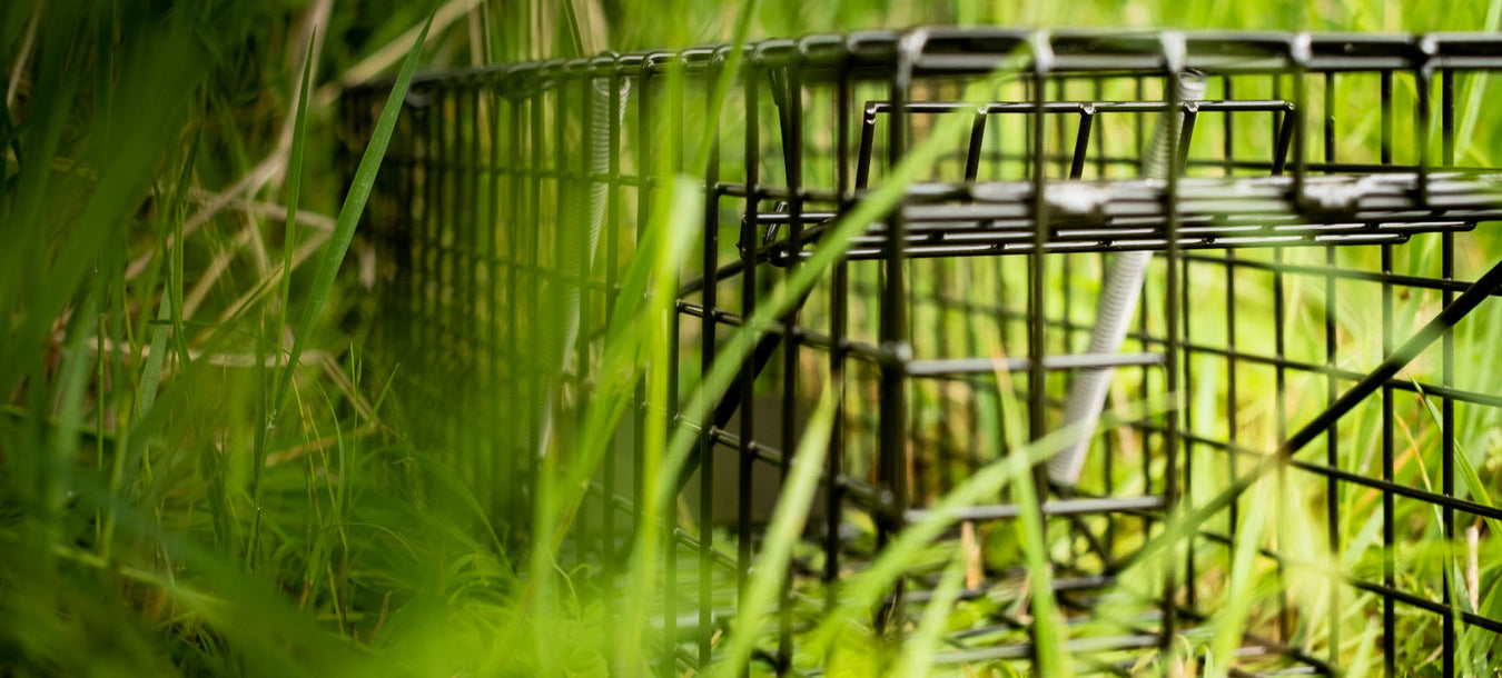 High quality British made cage traps. Highly effective at catching mammals such as squirrel or mink.
