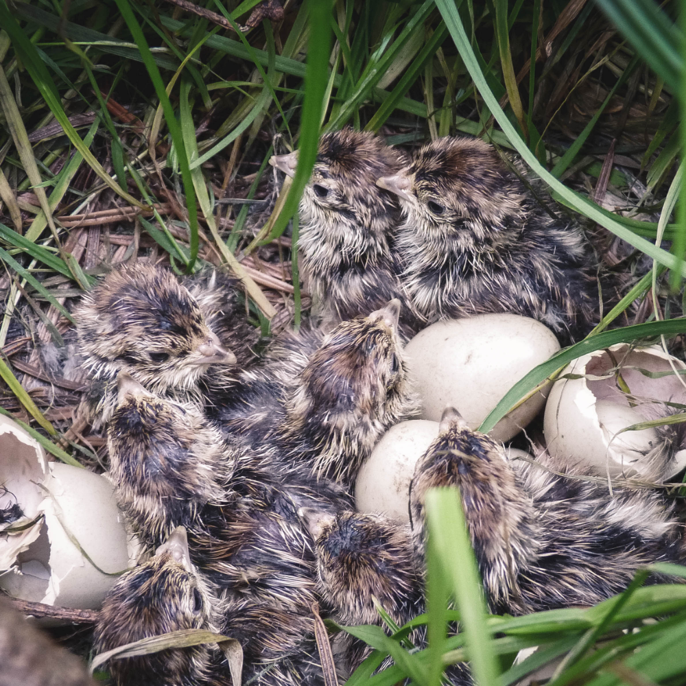 Game Bird and poultry hatching and rearing equipment for small and large scale. We support sustainable rearing and releasing of game birds and conduct our own reintroduction projects for wild grey partridges across the UK and Europe.