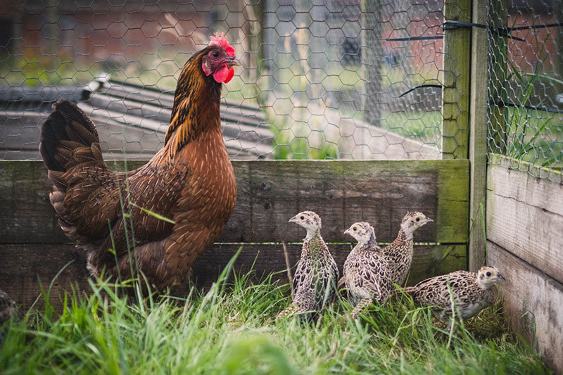 Game bird and poultry equipment for rearing, housing and protection from predators and disease.  Equipment for rearing and releasing pheasants, grey partridges, red-legged partridges and northern bobwhite quail.
