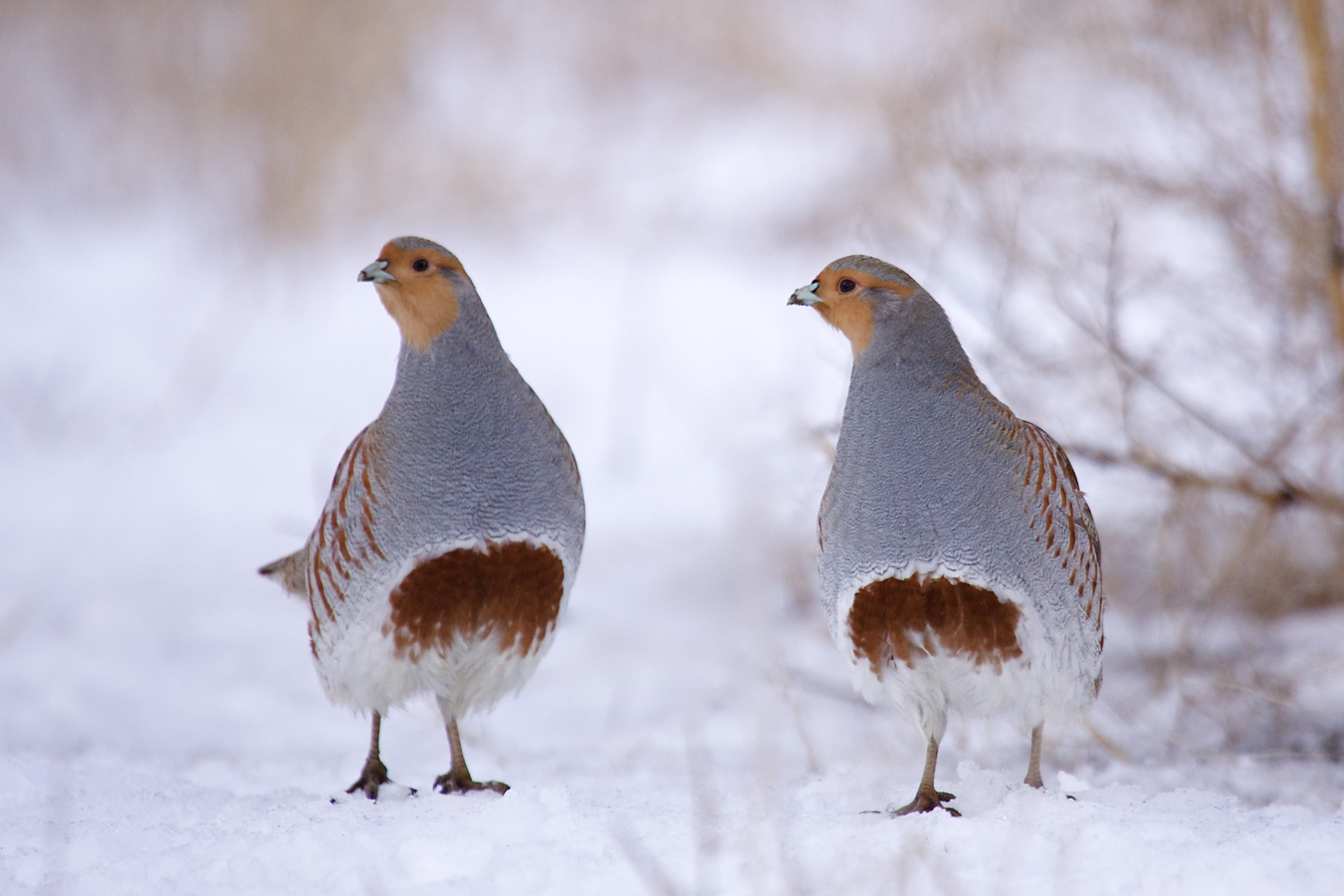 Wild Greys Project for re-introduction of grey partridges across Europe. 