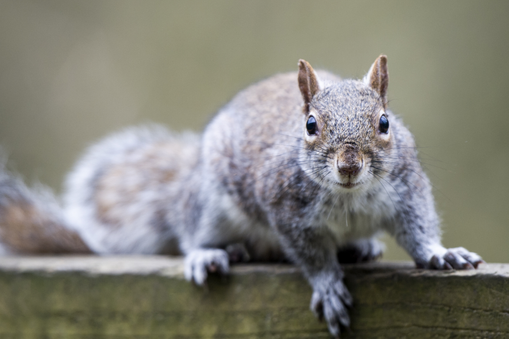Spring (Kill) traps for the humane lethal control of Grey Squirrels