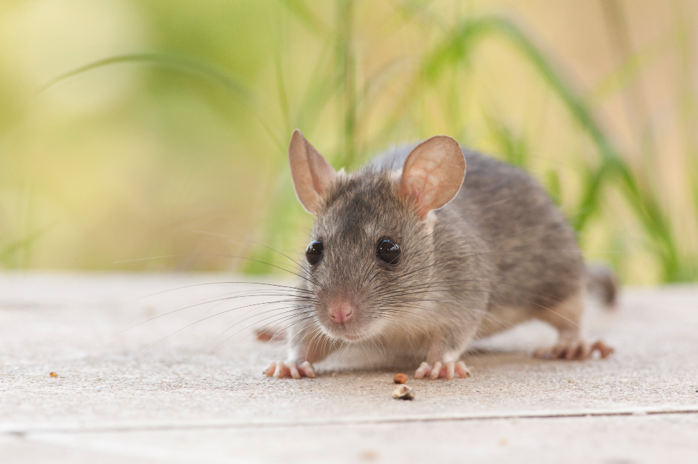 Spring (Kill) traps for the humane lethal control of House Mice