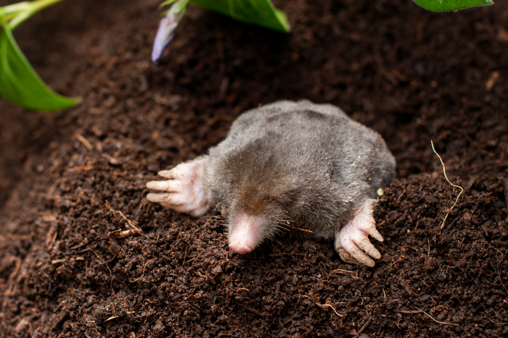 Spring (Kill) traps for the humane lethal control of Moles