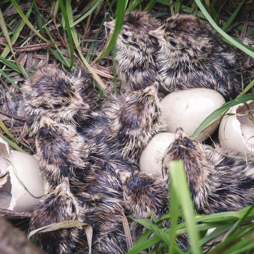 Grey partridge hatching eggs from our wild-strain birds. 