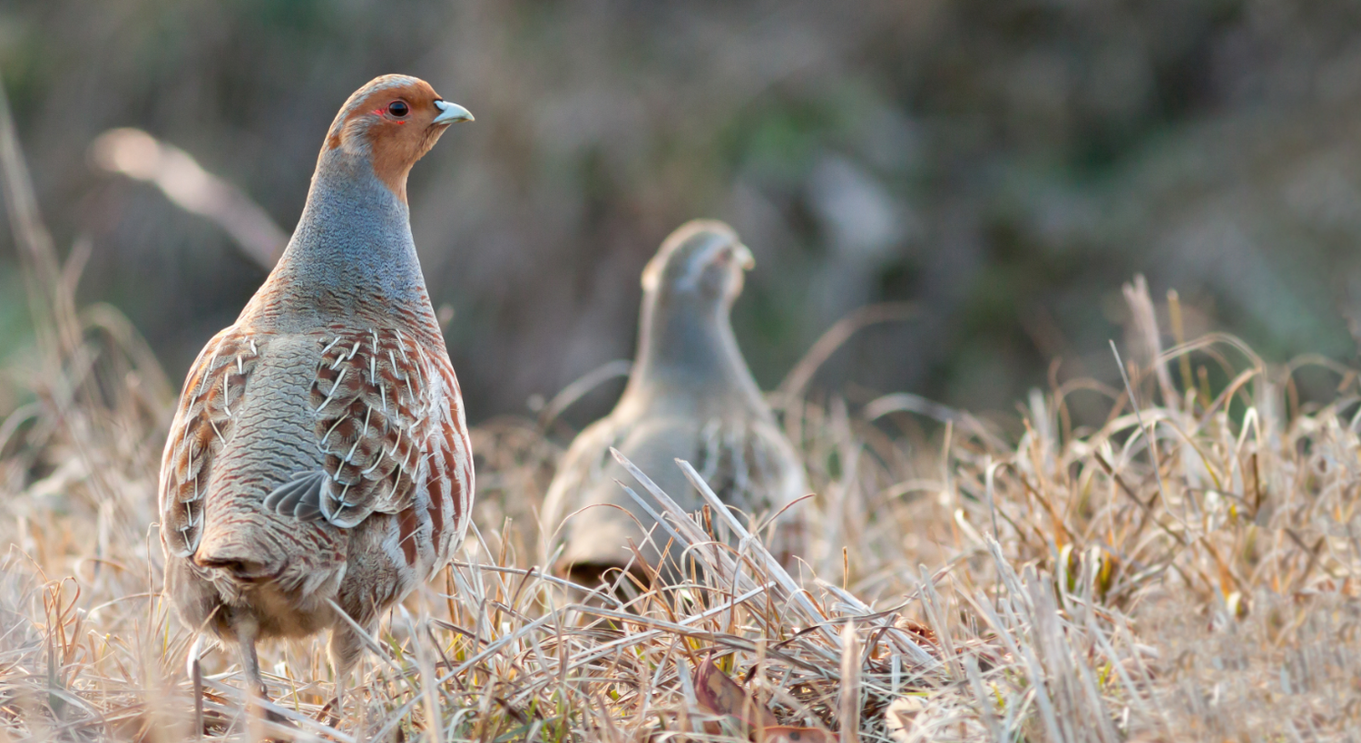 Not surprisingly, Perdix Wildlife Supplies are particularly fond of grey partridges and the landscapes and habitats in which they live.