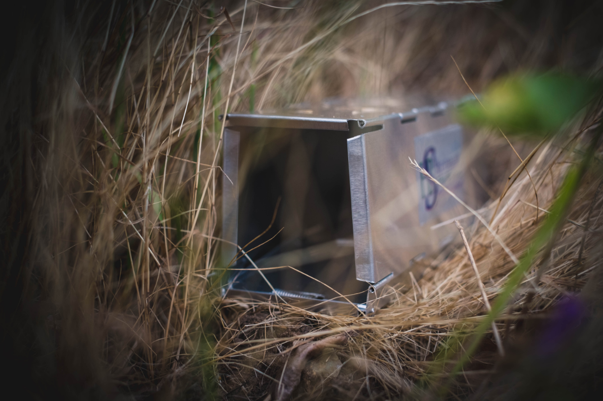 Box traps and other live-capture traps for mammal research and management projects
