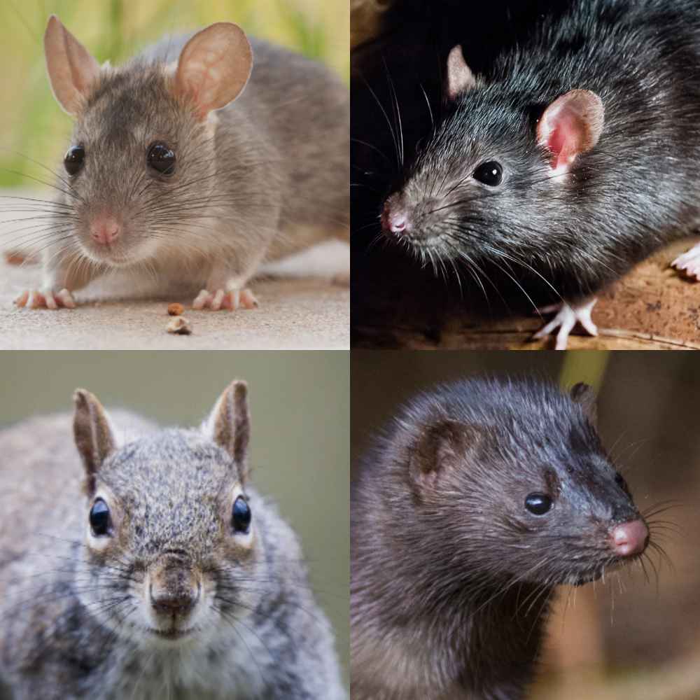 Spring Traps for Humane Pest Control - Perdix Wildlife Supplies