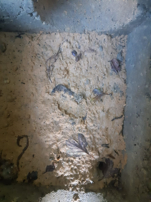Footprints in Trap Bunker