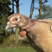 Hen pheasant being fitted with a PERDIX VHF tracking transmitter