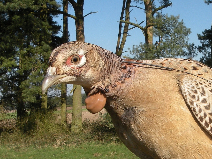 Hen pheasant being fitted with a PERDIX VHF tracking transmitter