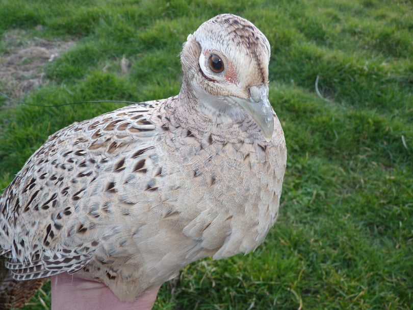 Hen pheasant with PERDIX necklace VHF radio transmitter.