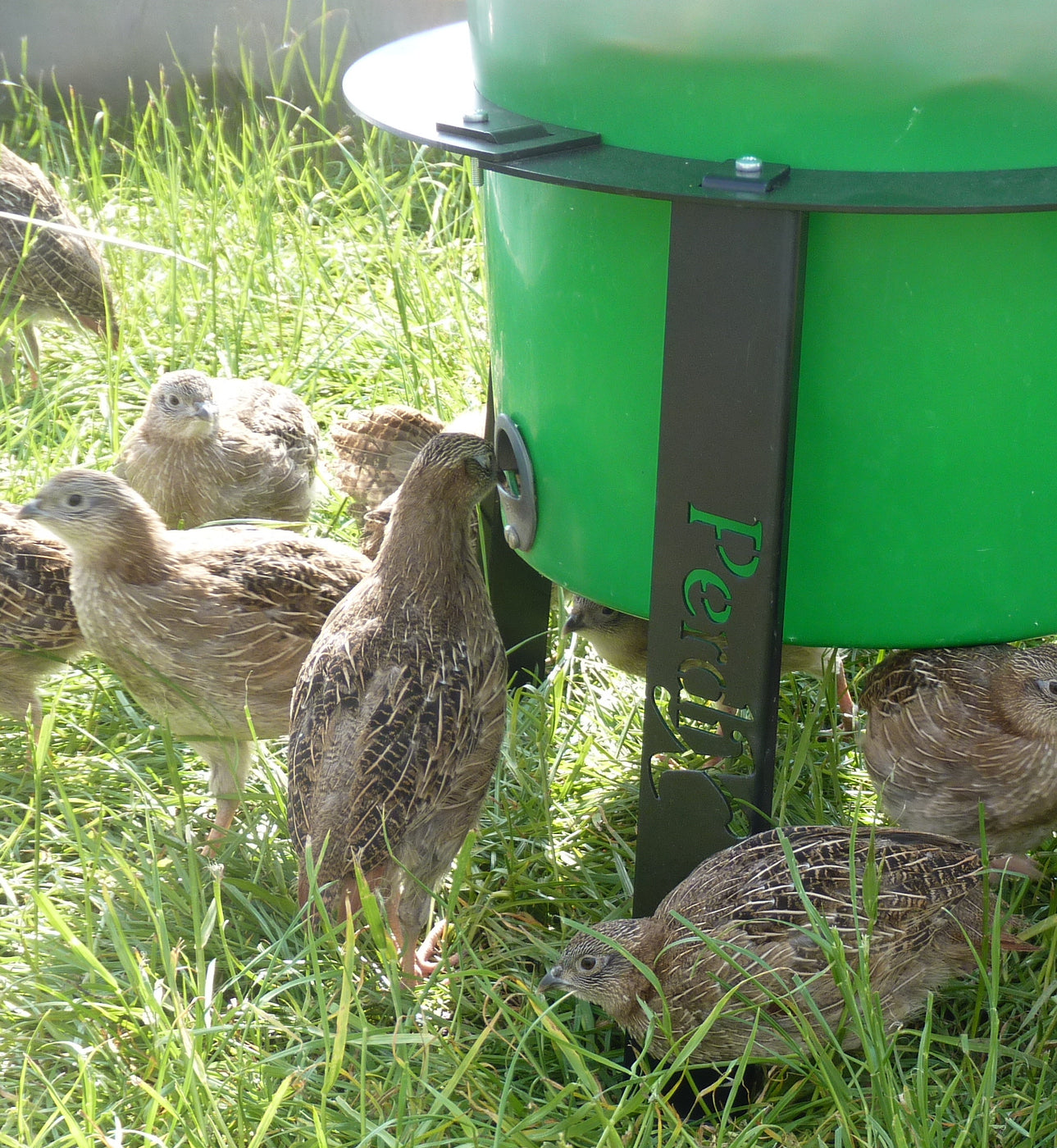 PERDIX Game Bird Feeder Port Pack — Perdix Wildlife Supplies