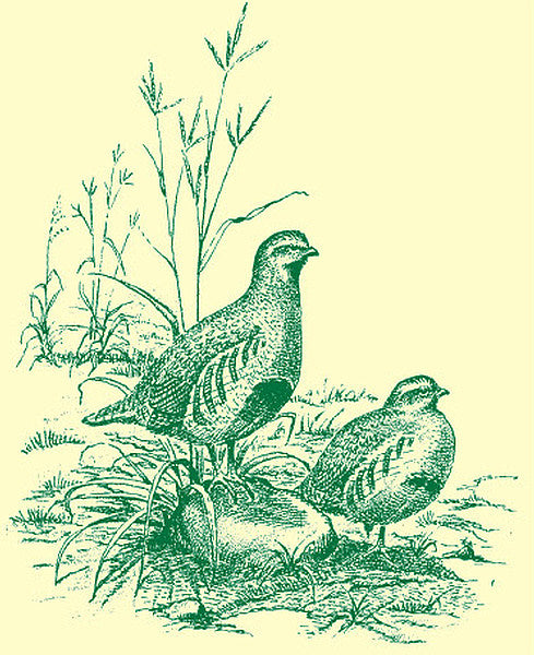 Illustration of breeding pair of Grey Partridges in corner of signs