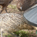 Pheasants poults feeding from feeder
