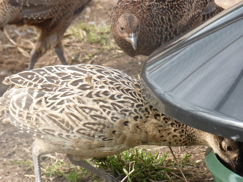 Pheasants poults feeding from feeder