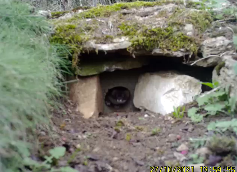 Stoat in Trap Tunnel