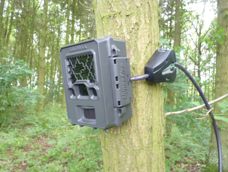 Mini Python Cable Locking Reconyx Camera to a Tree