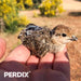 Red-legged partridge chick fitted with glue on PERDIX Micro VHF Transmitter